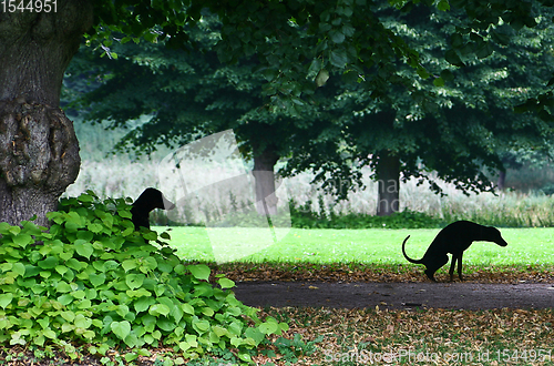 Image of dog playing and having fun in denmark