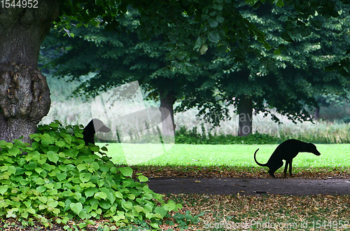 Image of dog playing and having fun in denmark