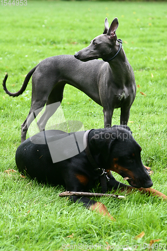 Image of dog playing and having fun in denmark