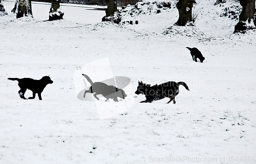 Image of Pets playing in the snow in winter
