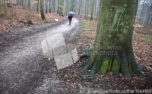 Image of Walking the dog in denmark in autumn