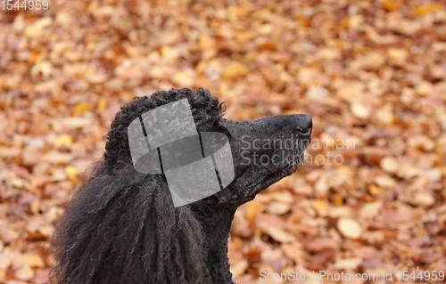 Image of dog playing and having fun in denmark