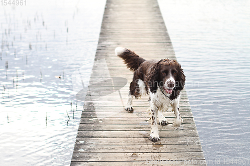 Image of English Springer Spaniel