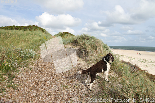 Image of With the dog at the coast in Denmark