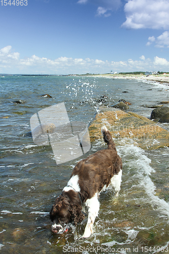 Image of With the dog at the coast in Denmark