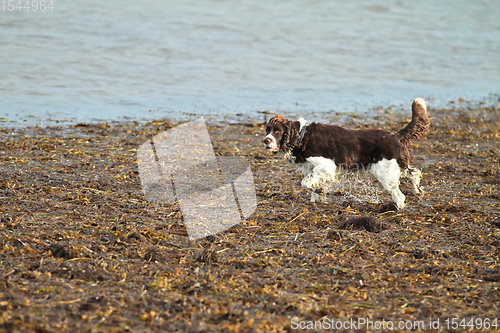 Image of English Springer Spaniel