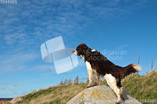 Image of English Springer Spaniel