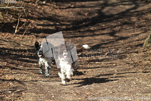 Image of English Springer Spaniel