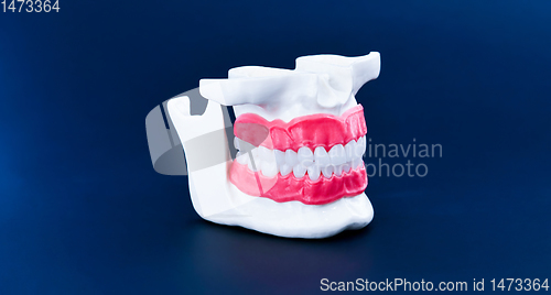 Image of Human jaw with teeth and gums anatomy model