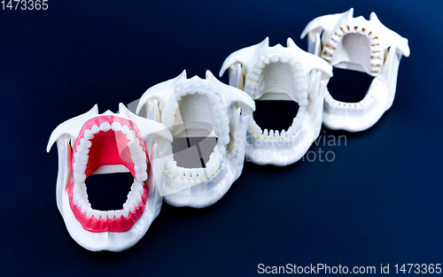 Image of Dentist orthodontic teeth models