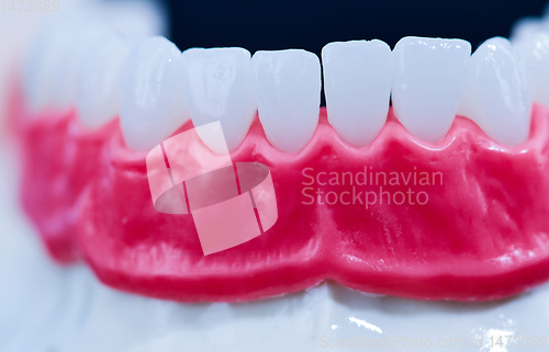 Image of Lower human jaw with teeth and gums anatomy model