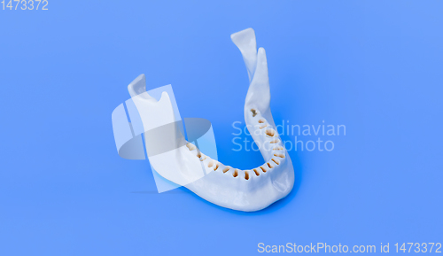 Image of Lower human jaw without teeth