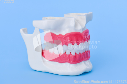 Image of Human jaw with teeth and gums anatomy model