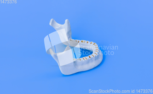 Image of Lower human jaw without teeth