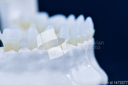 Image of Lower human jaw with teeth anatomy model