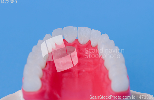 Image of Upper human jaw with teeth and gums anatomy model