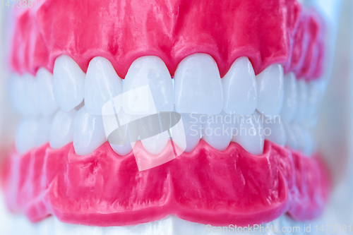 Image of Human jaw with teeth and gums anatomy model