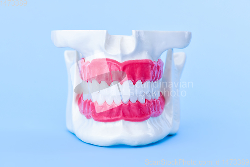 Image of Human jaw with teeth and gums anatomy model