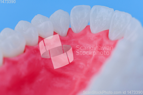 Image of Upper human jaw with teeth and gums anatomy model