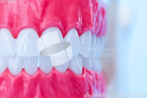 Image of Human jaw with teeth and gums anatomy model