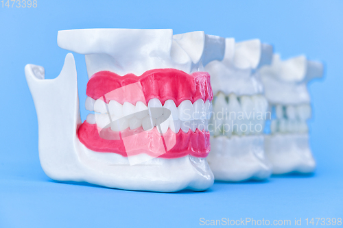 Image of Human jaws with teeth and gums anatomy models