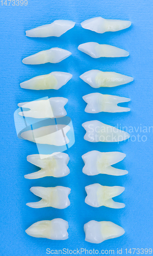 Image of Top view of white teeth on blue background