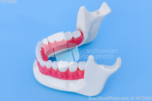 Image of Lower human jaw with teeth and gums anatomy model