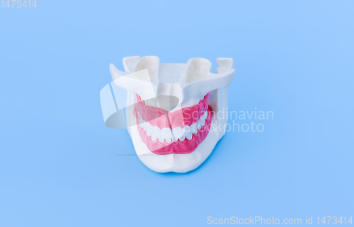 Image of Human jaw with teeth and gums anatomy model