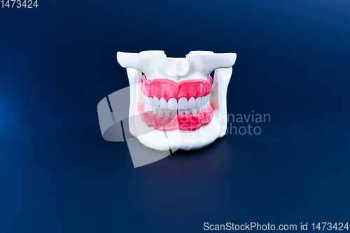 Image of Human jaw with teeth and gums anatomy model