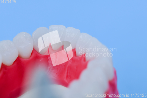 Image of Lower human jaw with teeth and gums anatomy model