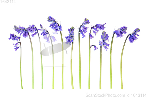 Image of Spring Uncultivated Bluebell Flowers  