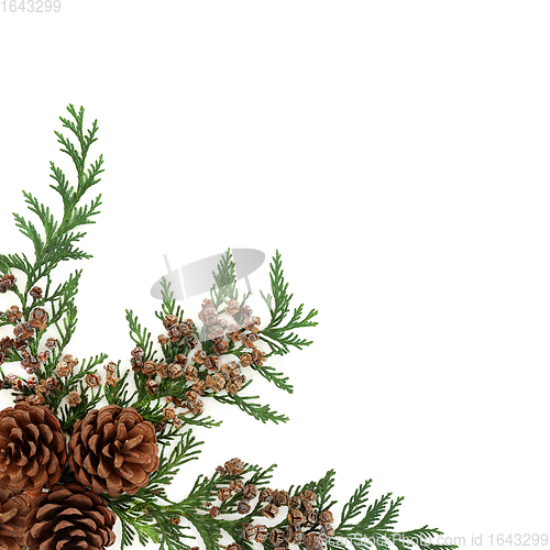 Image of Cedar Cypress Fir and Pine Cone Border 