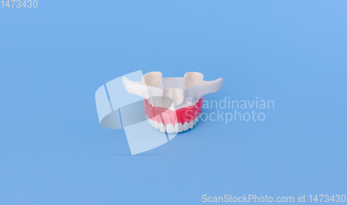Image of Upper human jaw with teeth and gums anatomy model