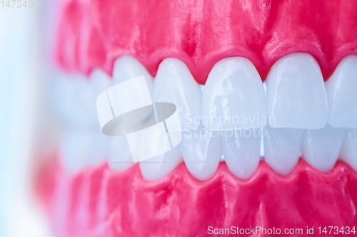 Image of Human jaw with teeth and gums anatomy model