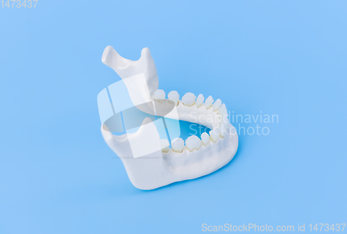 Image of Lower human jaw with teeth anatomy model