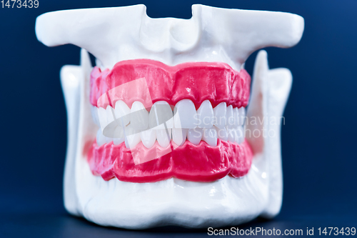 Image of Human jaw with teeth and gums anatomy model