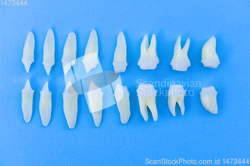 Image of Top view of white teeth on blue background