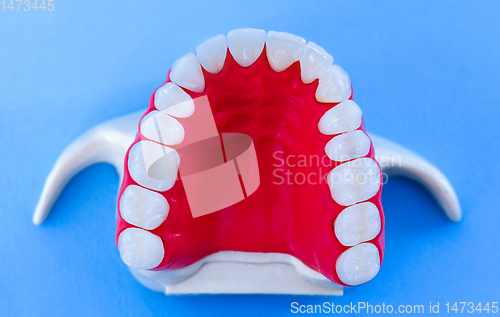 Image of Upper human jaw with teeth and gums anatomy model