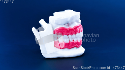 Image of Human jaw with teeth and gums anatomy model