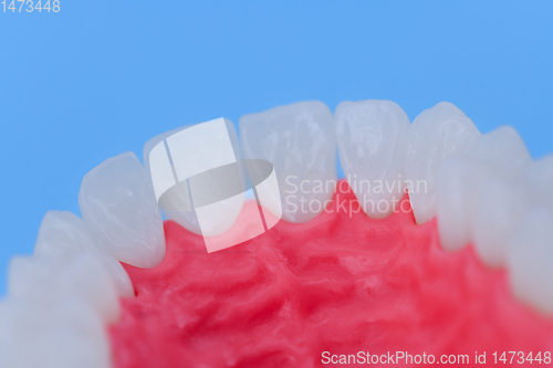 Image of Upper human jaw with teeth and gums anatomy model