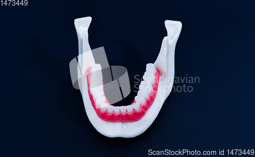 Image of Lower human jaw with teeth and gums anatomy model