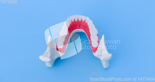 Image of Lower human jaw with teeth and gums anatomy model