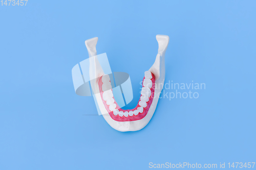 Image of Lower human jaw with teeth and gums anatomy model