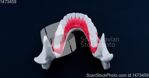 Image of Lower human jaw with teeth and gums anatomy model