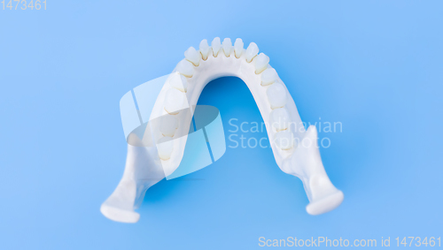 Image of Lower human jaw with teeth anatomy model