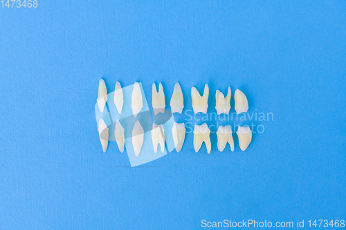 Image of Top view of white teeth on blue background