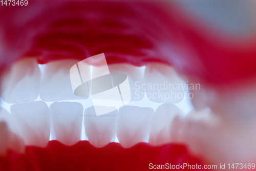 Image of inside view of human jaw with teeth and gums anatomy model