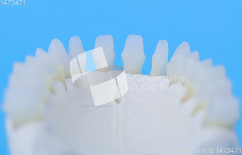 Image of Lower human jaw with teeth anatomy model