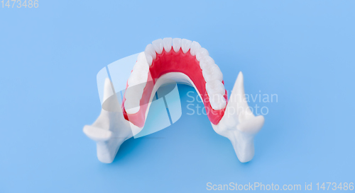 Image of Lower human jaw with teeth and gums anatomy model