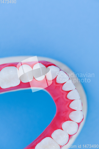 Image of Lower human jaw with teeth and gums anatomy model